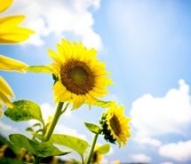 花卉电脑壁纸 花卉电脑壁纸