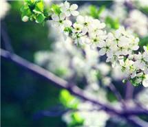 电脑壁纸：生命本是一树花开