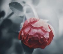 唯美植物简约风唯美手机壁纸