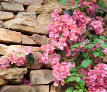 春暖花开高清电脑壁纸