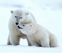 北极熊雪地可爱摄影图片高清手机壁纸