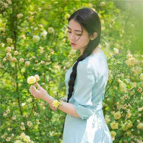 蔷薇花开醉伊人