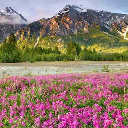 花开雪山