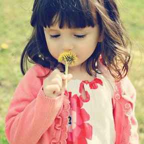 蒲公英淡淡花香