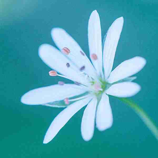 美丽小白花儿