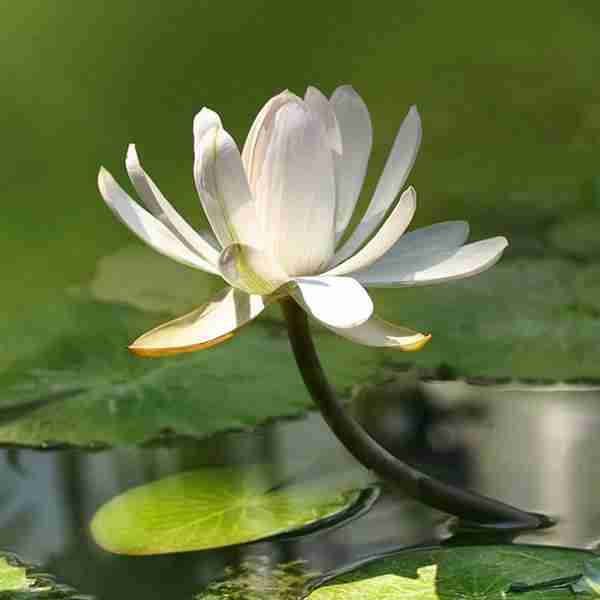 荷塘白莲花