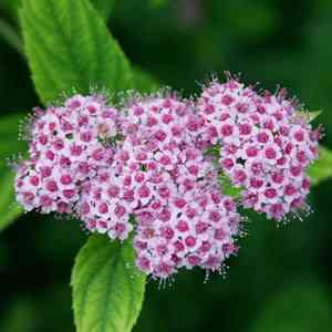 绿叶繁花 绿叶繁花