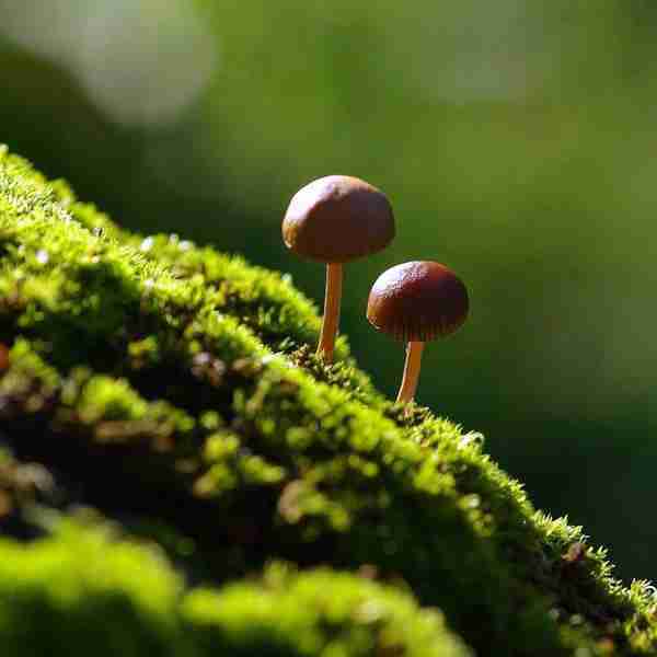 苔上蘑菇