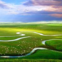 青青草原水美羊肥