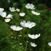 白色的小花儿 白色的小花儿