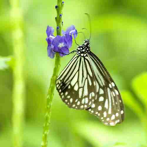 陌上花开蝴蝶飞