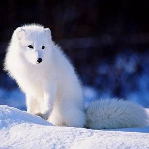 雪狐 雪狐