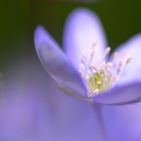 梦幻紫色花儿