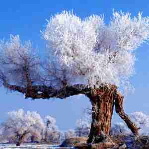 冬天胡杨林雪景