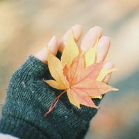 手捧秋叶