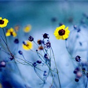 小清新唯美的花朵头像精选