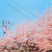 看着烟花那么绚烂的绽放唯