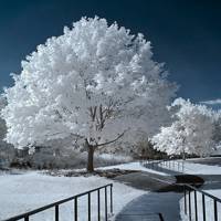 好美的雪景头像：下雪了，