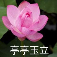 墨染莲花 后背 肩背刺青 侧腰英文黑白纹身