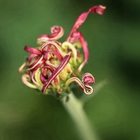 有菊花的头像 微信头像漂亮菊花图片