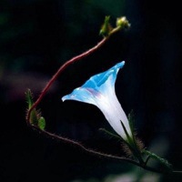 牵牛花微信头像 深秋花卉喇叭花高清图片