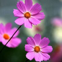 好看的花朵图片头像 各各自然的花儿看看吧 好看的花朵图片头像 各各自然的花儿看看吧