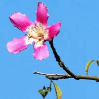 紫荆花花卉图片 最好看的花朵微信头像