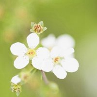 花卉花朵露珠特写唯美图片头像精选的