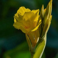 花卉图片美人蕉花朵头像 黄色的 红色的 花卉图片美人蕉花朵头像 黄色的 红色的