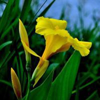 好看花卉美人蕉唯美图片 高清近拍分享 好看花卉美人蕉唯美图片 高清近拍分享