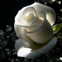 好看的花卉，自然优雅的花朵让我们心情好