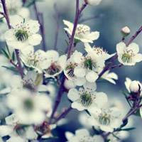 花卉，美丽的花朵 花儿盛开的季节来了