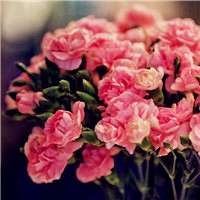 漂亮的康乃馨头像 送给自己最亲的人