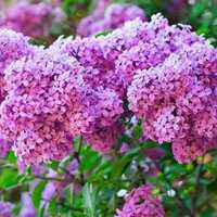 花儿绽放的时候是最迷人的 近拍花卉图片