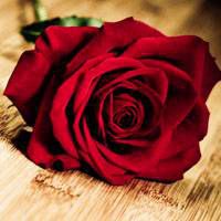 红色花朵头像 红色花朵头像图片