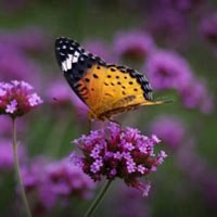 美丽的蝴蝶 花中蝴蝶唯美又好