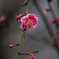 梅花头像 微信梅花头像红色的更好看