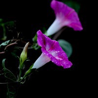 雨后牵牛花图片 最漂亮的喇叭花