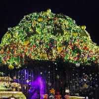 适合做头像的唯美图片 在树下许下一个美好的愿