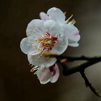 白里透红的梅花图片 白色的花瓣粉红色的花心