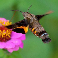 蜂鸟鹰蛾图片 高清手机拍的 效果真的不错吧
