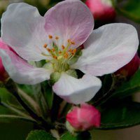 粉白色苹果花头像图片 朵朵花瓣是洁白的