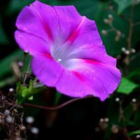 好看的牵牛花唯美的 一朵朵像一只只喇叭