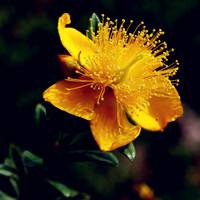 清新金丝桃 黄色的花朵花美丽供观赏换头像吧