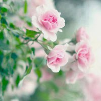 各种颜色的花儿空气中弥漫起淡淡的清香