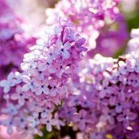 紫色花朵头像 紫色丁香花图片 花语 爱情和暗结