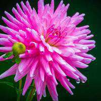 清新的大丽花微信头像图片 是世界名花之一