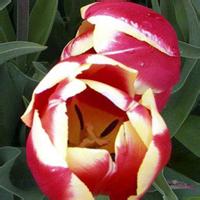 含苞待放的郁金香微信头像图片 郁金香悄悄绽放