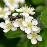 洁白的火棘花微信头像图上 青春永驻纯洁的爱情