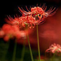 小清新花卉头像 唯美清新花卉摄影图片 小清新花卉头像 唯美清新花卉摄影图片